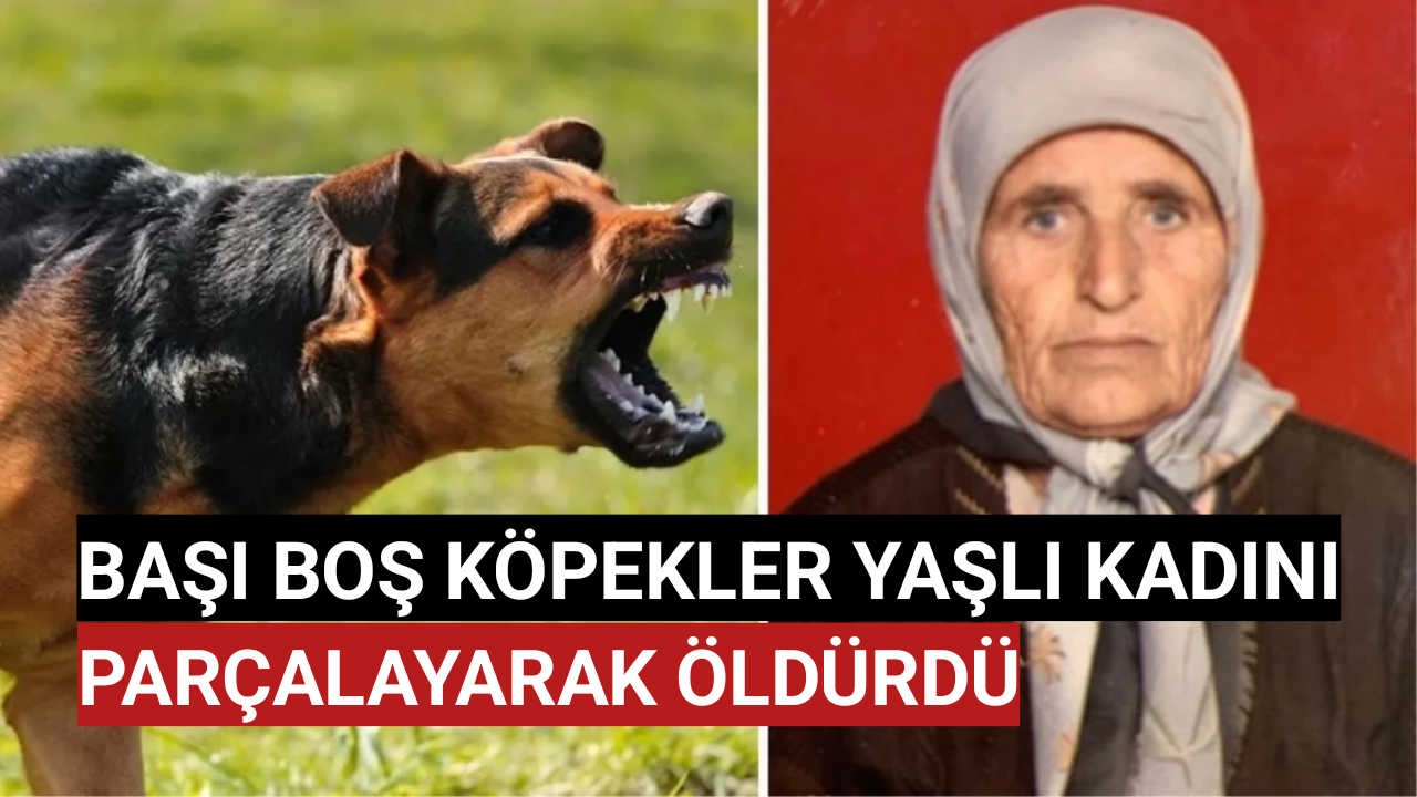 Yaşlı Kadın Başıboş Köpekler Tarafından Parçalanmış Halde Ölü Bulundu