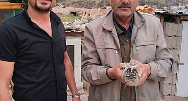 Yavru baykuş koruma altına alındı