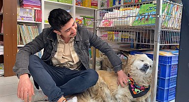 Yavruyken otomobilin çarpıp felç bıraktığı köpek, esnafın maskotu oldu