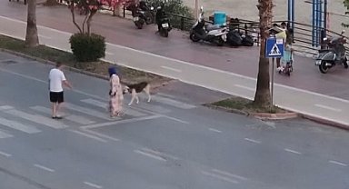 Yaya geçidinden karşıya geçmeye korkan köpeği dakikalarca beklediler