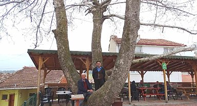 Yeniceköy'deki 250 yıllık çınar ağacı ilgi odağı