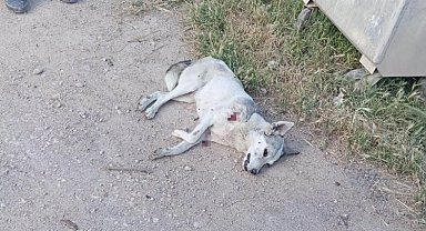 Yerleşim yerine inen kurt 2 çocuğa saldırdı