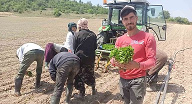 Yeşil altın fideleri toprakla buluştu