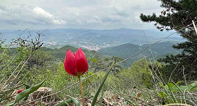 Yılda 15 gün görülen 'dağ lalesi' görsel şölen oluşturuyor