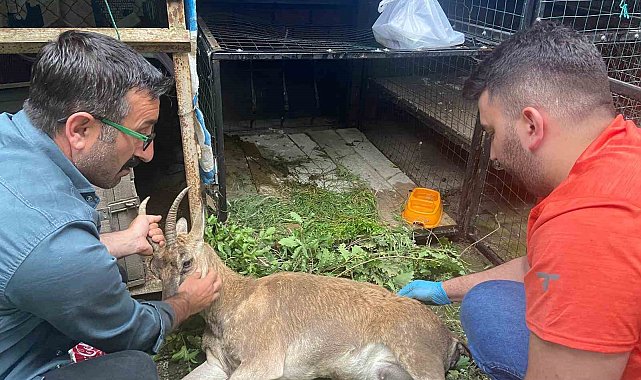 Yol kenarında bulunan yaralı yaban keçisi tedavi için Kars'a sevk edildi