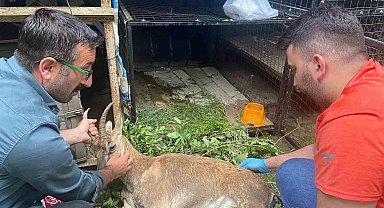 Yol kenarında bulunan yaralı yaban keçisi tedavi için Kars'a sevk edildi