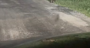 Yola çıkan ayıları vatandaşlar görüntüledi