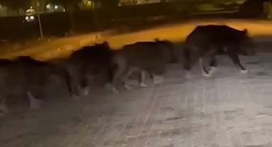 Zonguldak'ta aç kalan domuz sürüsü ilçe merkezine indi