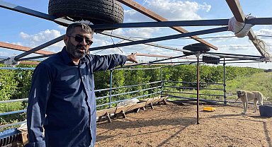 5 Kangal köpeği uyutarak, 45 kurbanlık koyunu çaldılar