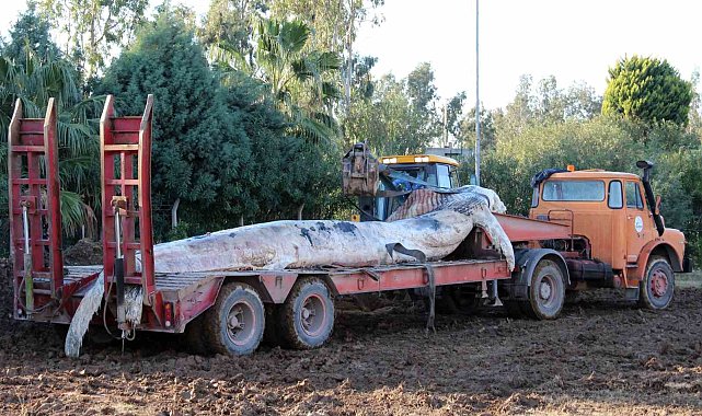 8 yıl önce kıyıya vuran 12 metrelik yavru balinanın iskeleti hayranlık uyandırıyor