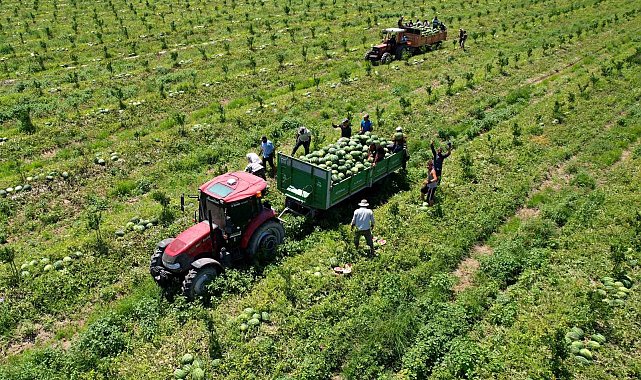 Adana'da karpuz fiyatları 7 liraya düştü
