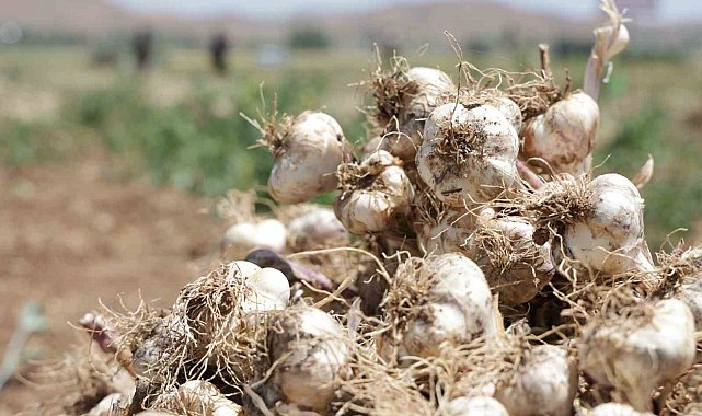 Aksaray'ın organik sarımsakları Rusya ve Almanya yolunda