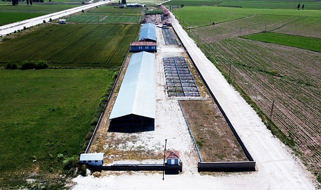Alaca'da hayvan pazarları bayrama hazırlanıyor