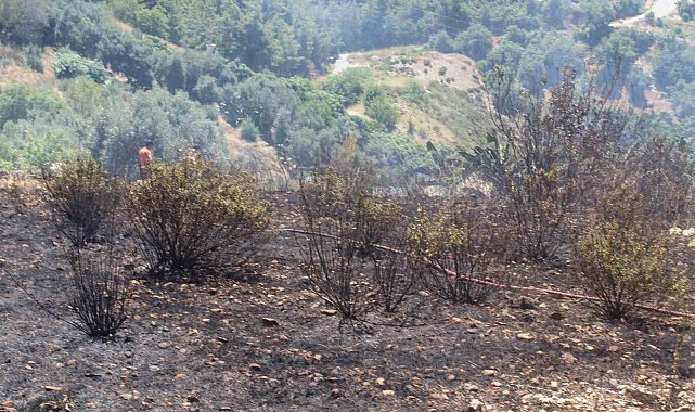 Alanya'da otluk olan yangını itfaiye ekiplerince söndürüldü