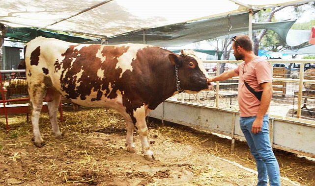 Ayvalık'ta yaklaşık 1 buçuk tonluk 'Paşa' Kurban Pazarı'nın gözdesi oldu