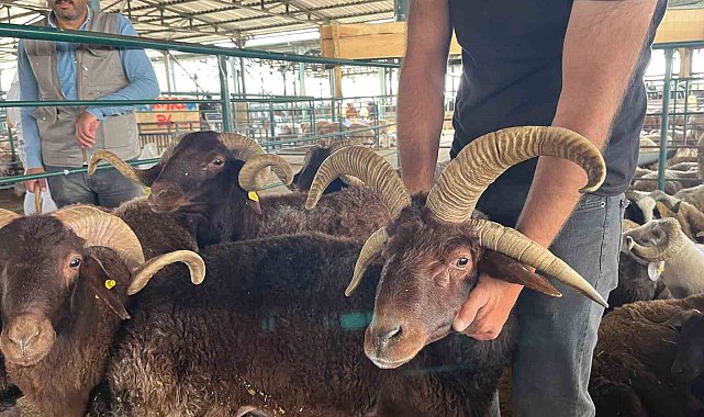 Bu koçları gören fotoğraf çekmeden gitmiyor