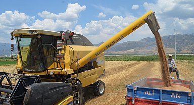Buharkent'te buğday hasadı başladı