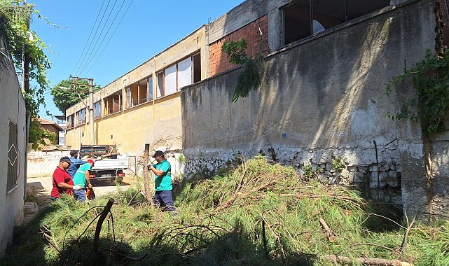 Efeler'de elektrik tellerine temas eden ağaçlar budandı