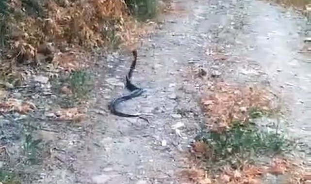 Elazığ'da yılanların dansı kamerada