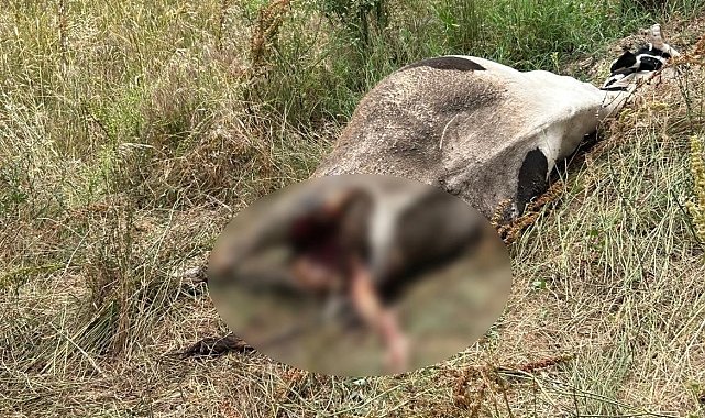 Erdek'te bir inek, yırtıcı hayvan saldırısına uğradı