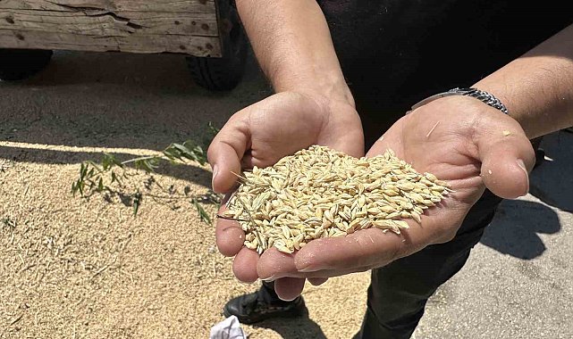 Eskişehir'de yılın ilk mahsulü kadın çiftçiden