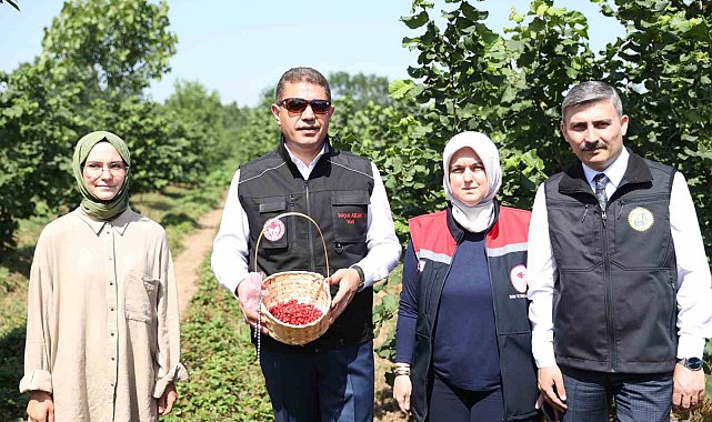 Fındığın yanında dağ çileği üretilecek