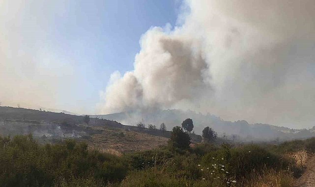 Foça'daki yangının arkasından iki sorumsuz çıktı: Yakalandılar