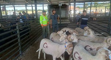 Gediz'de kurbanlık satışları başladı