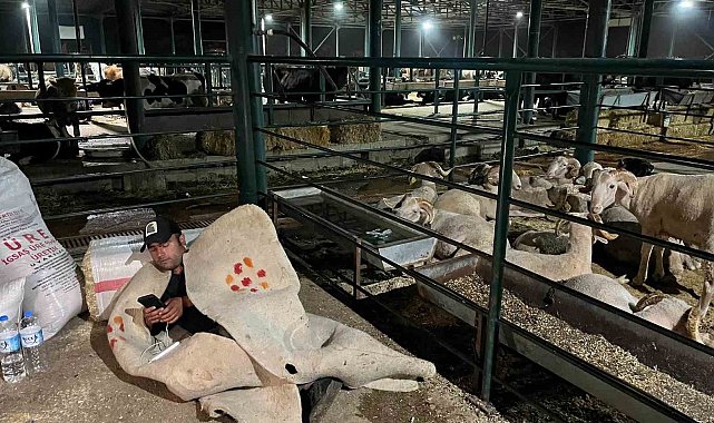 Hayvan satıcıları yatacakları bir yatağa hasret