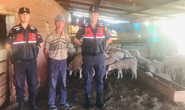 Jandarma kaybolan koyunları dron ile buldu