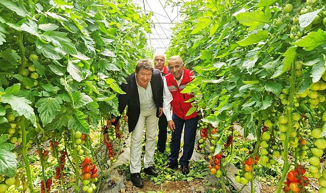 Karadeniz'in en büyük sebze serasında sezonun ilk domates hasadı yapıldı