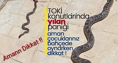 Karaman 4. TOKİ'de Yılan Paniği Aman Dikkat !!!