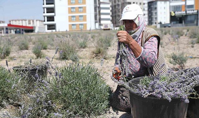 Kayseri'nin parfüm kokan mahallesi: Erkilet