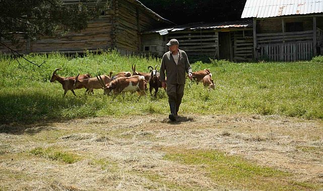 Keçilerin küpe davası 5 yıl sürdü, yüksek mahkeme Bakanlığı haklı buldu