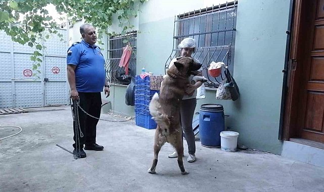 Kedi ve köpekleri için bahçeli ev kiraladılar: Hepsinin ayrı odası var