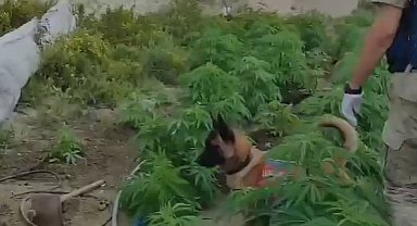 Kenevir eken şahsın kimliği tarlaya yerleştirilen kamerayla tespit edildi