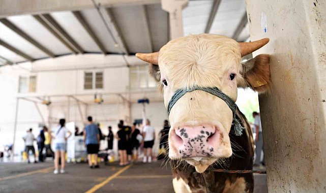 Konyaaltı'nda 3 noktada ücretsiz kurban kesimi