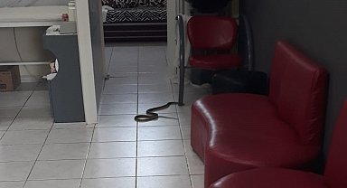 Kuaförde yılan paniği