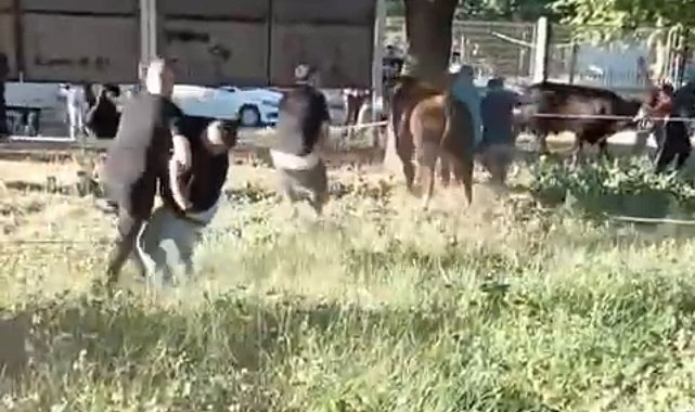 Kurbanlık danayı zapt etmeye çalıştılar