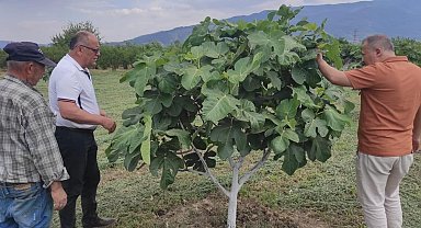 Kuyucak'ta incir bahçelerinde hastalık ve zararlı kontrolü yapıldı