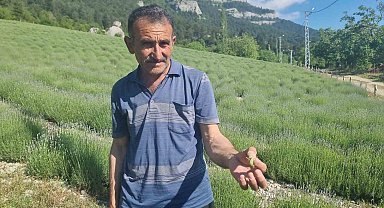 Lavanta üreticilerinin başı çekirgelerle dertte