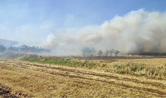 Mardin'de anız yangını: Söndürme çalışmaları sürüyor