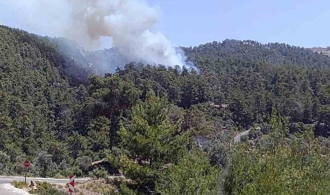 Milas'ta orman yangını