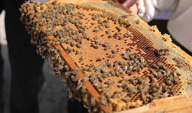 Niğde'de bal üreticilerine damızlık ana arı dağıtıldı