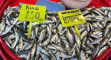Olta istavrit tezgahlarda