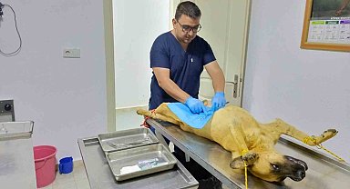 Osmaneli Belediyesi, sokak köpeklerini kısırlaştırma çalışmalarını sürdürüyor