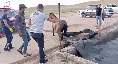 Sahipsiz at, atık petrol kuyusuna düştü