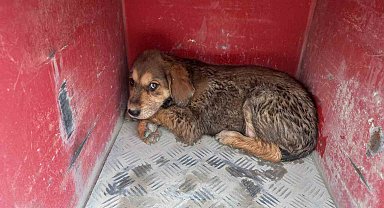 Samandağ'da çukura düşen köpek kurtarıldı