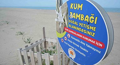 Samsun sahilinde açan kum zambağını koparan yandı: Cezası 387 bin TL