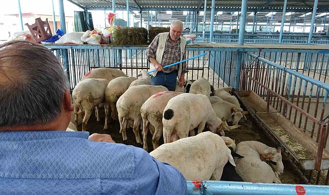 Şap hastalığı nedeniyle kapatılan hayvan pazarı Kurban Bayramı için tekrar açılıyor